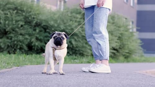 Pug Puppy Walking with Owner Cute Funny Pug Dog Runs Along the Path at Green Grass Summer in Park
