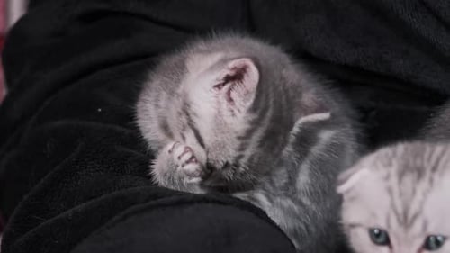 Lot of Cute Kittens Funny Sit Together and Plays in Female Hands CloseUp