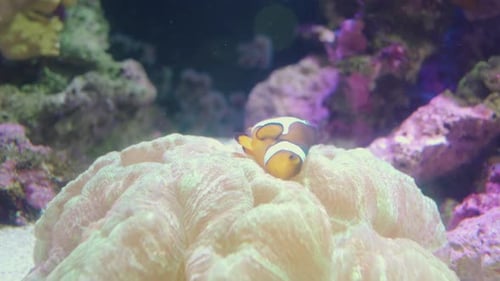 Beautiful Clownfish Or Anemonefish Swimming Alone Over A Soft Live Coral Reef Inside A Clearseal Gla