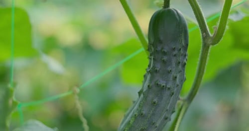Cucumbers in the Greenhouse Young Cucumbers Grow on Bush Homemade Cucumbers
