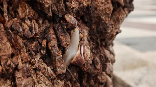 Weiße Schnecke kriecht einen Baum hinunter