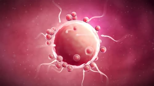 Mikroskopische Ansicht der menschlichen Befruchtung mit Sperma und Eizelle