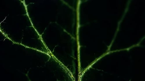 Closeup of Vibrant Green Leaf Veins Highlights Natures Intricate Beauty and Ecology