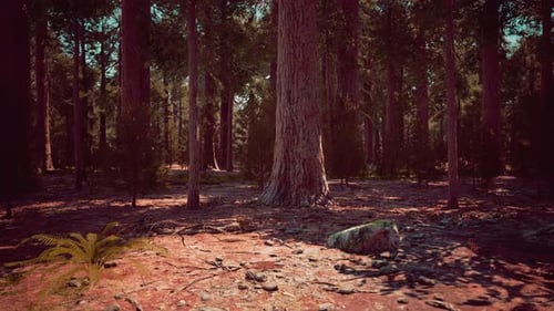Soleil matinal sur les séquoias de Mariposa Grove