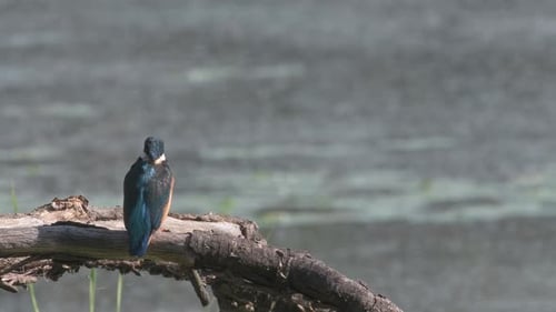 An adult kingfisher sits on a tree, a lake in the background