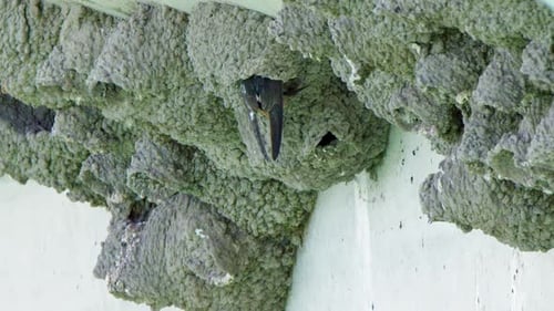 Close up slo mo: Cliff Swallow birds deliver food to mud nest colony