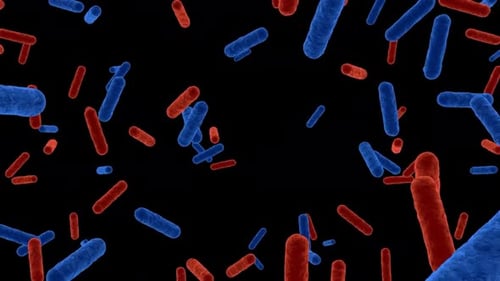 Microbiome, gut bacteria