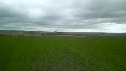 Luftaufnahme des grünen Rapsfeldes in der Ukraine