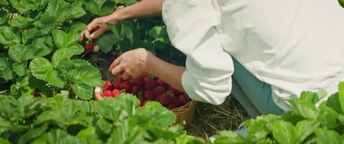 Person in a field placing strawberries into a wicker basket. Individual is surrounded by plants, fil
