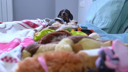 Dachshund Dog in Shirt Surrounded by Stuffed Animals