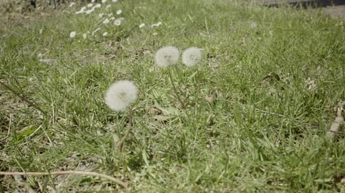 Nahaufnahme von weißen Löwenzahnblüten, die im Frühling wild in der Natur wachsen