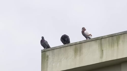 3 Pigeons resting on top of a building