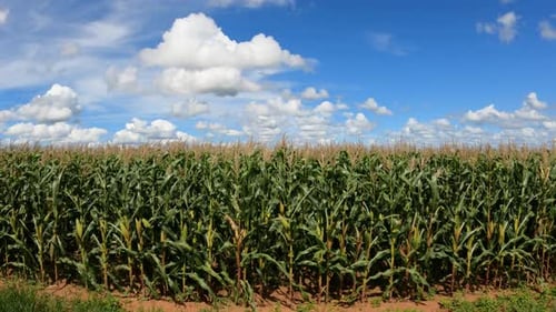 Cornfield with ears of corn, landscape with blue sky and clouds.