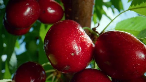 Gros plan d'une branche de cerise fraîche mûre. Concept de nutrition végétarienne saine.