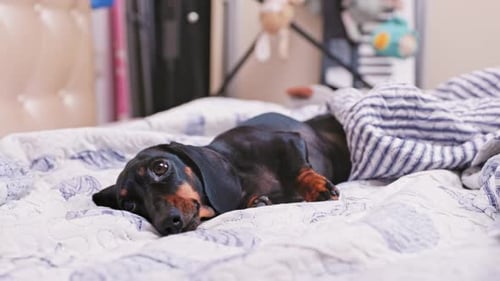Cute Dachshund Relaxing on Bed at Home