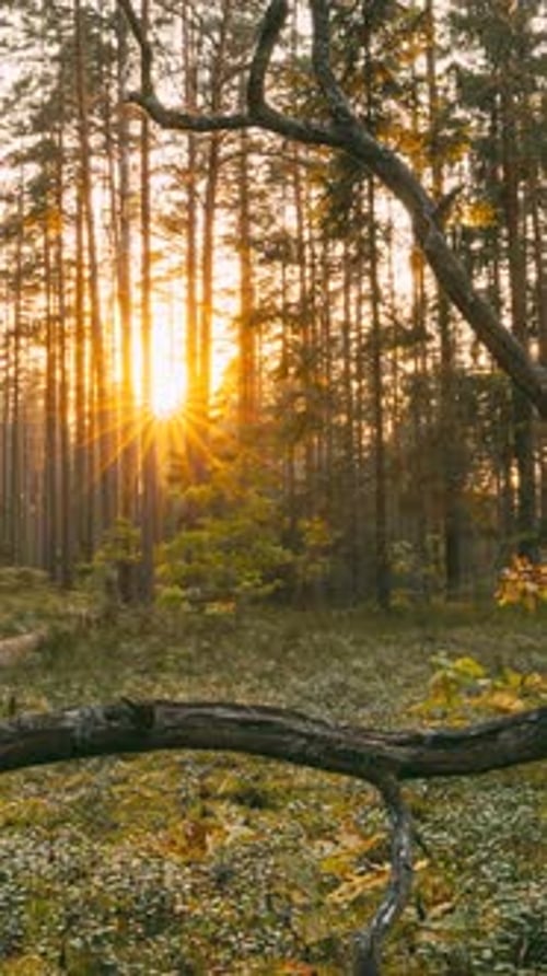Berezinsky Biosphere Reserve Belarus Europe