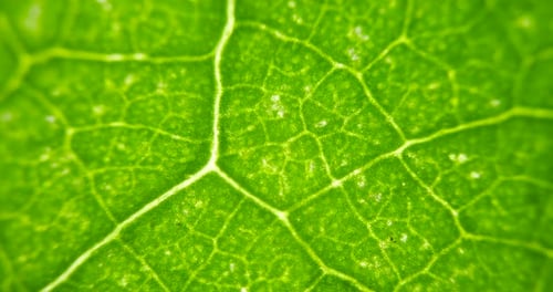 Cell Structure View of Leaf Surface Showing Plant Cells For Education. Leaf in Macro Shot Background