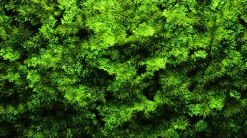 Floral, Grass, Plants Wall 4K Loop