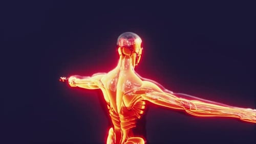 Digital Scan of Human Muscular System