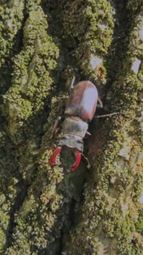 Stag Beetle crawls downward rough bark of an old oak, surface is vividly coated in green moss