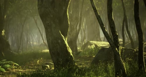 Sunlight Filters Through Dense Forest Showcasing Trees and Rocky Terrain