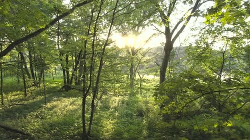 Eine sich rückwärts bewegende Antenne zwischen Bäumen und sattem, dichtem Laub in einem Wald bei Sonnenuntergang.Die Sonne pe