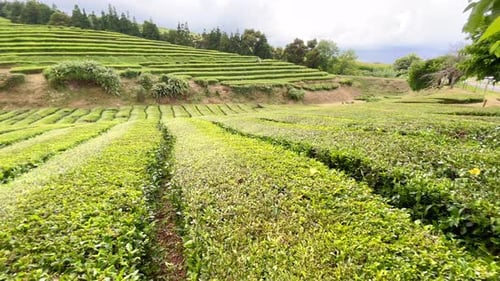 Hilly Landscape in Asia on Outdoor Tea Plantation after Harvesting