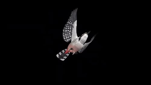 Woodpecker Bird - Black White - Flying Loop - Down Angle View CU -Alpha Channel