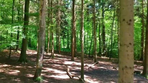 Tracking shot of dense trees in forest during sunny day