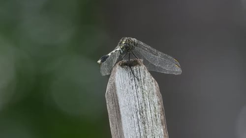 Beautiful Dragonfly relaxing and waiting for hunt .