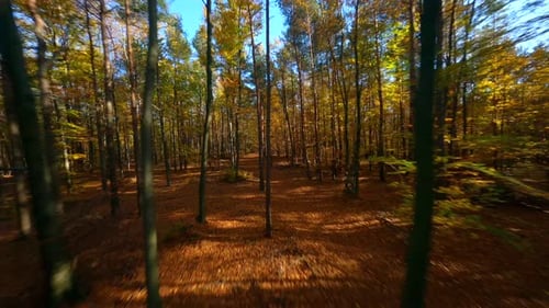 FPV Flight Through Autumn Forest