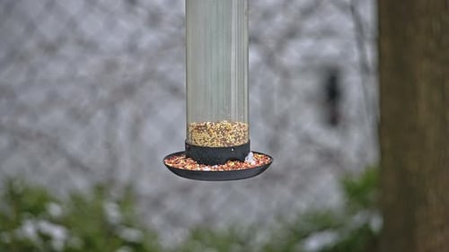 Titmouse and White breasted nuthatch on bird feeder