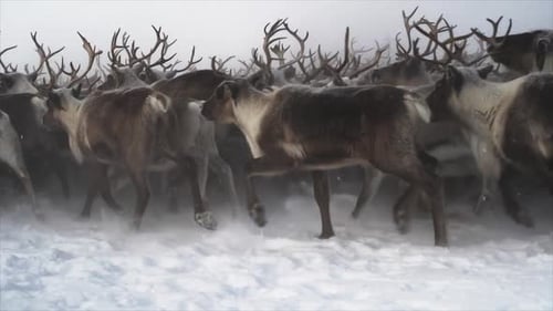 Reindeer Herd Running Through Snowy Winter Wilderness