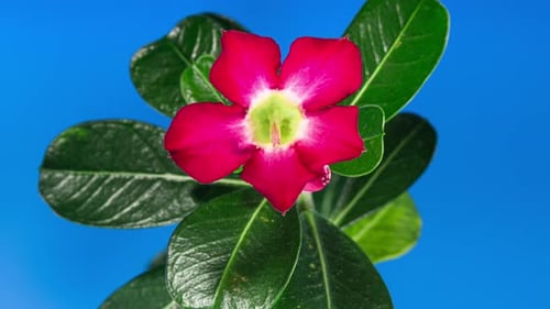 Red Adenium Blooming From Bud To Beautiful Five Petals Flower on a Leaves and Blue Background