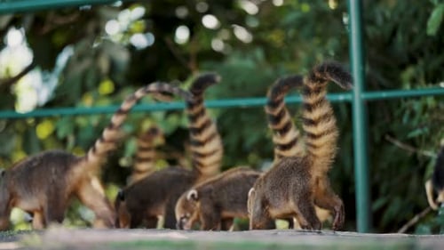 Banda de abrigos sudamericanos caminando con colas en lo alto en Iguazú, Brasil. Cámara lenta, enfoque selectivo
