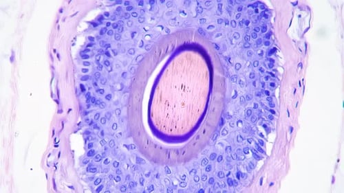 Microscope View of Biological Cells and Tissue