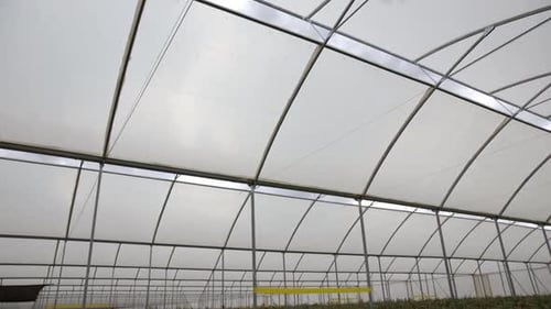 Red Rose Bushes Growing in Greenhouse
