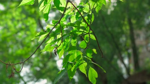 Green Leaves Swaying in the Wind with Sunshine Clip