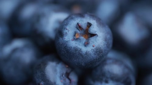 Macro shot of fresh organic blueberries