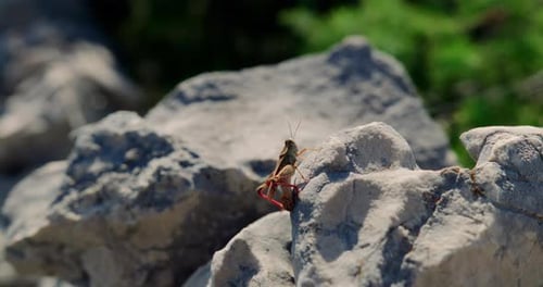 Rack focus push in to cricket or grasshopper extending legs moving across grey rock