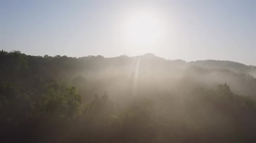 Zumbido que se desliza sobre el dosel del bosque con el amanecer y la niebla matutina