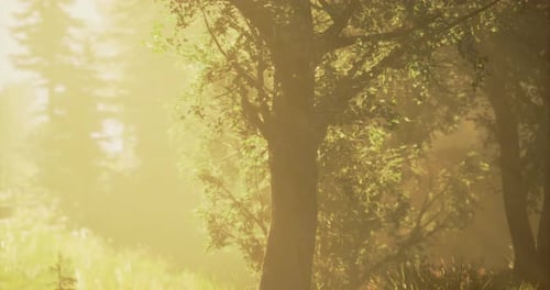 Sunlight Filters Through Trees in a Vibrant Forest During Early Morning