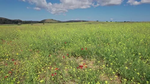 Yellow flower blossoms at tips of tall weeds in grassland field of Lemnos