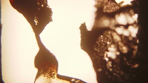 Abstract, Artistic Macro Texture with Dark Brown and Gold