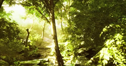Exploring a Vibrant Forest Path Illuminated By Gentle Sunlight in Nature