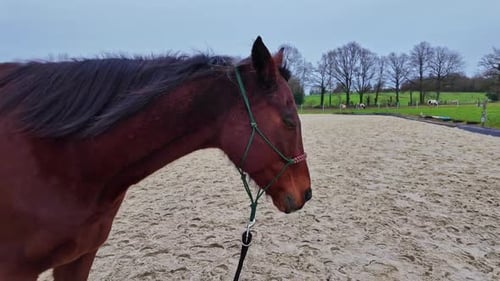 Close-up view about a resting and beautiful brown colored bred horse with halter, France.