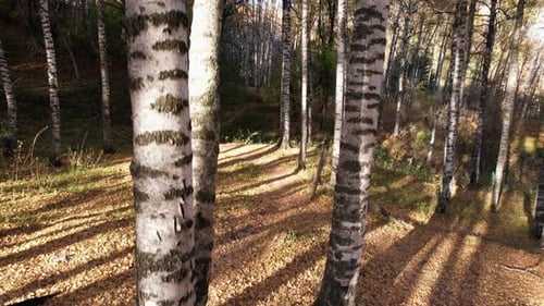 Autumn Forest