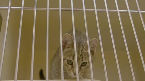 A cat is shown in a cage. It is happy.