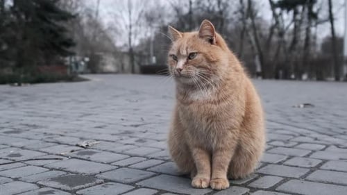 Un chat roux errant et solitaire est assis de près sur un trottoir dans le parc Gray City Ralenti