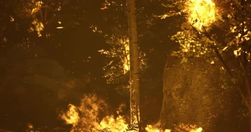Les feux de forêt se propagent rapidement dans les forêts denses en fin d'après-midi